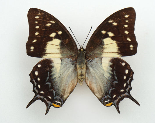 Polyura pyrrhus ♀ (Ambon)