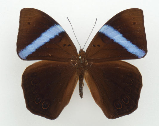 Amnosia decora ♂ (Java)