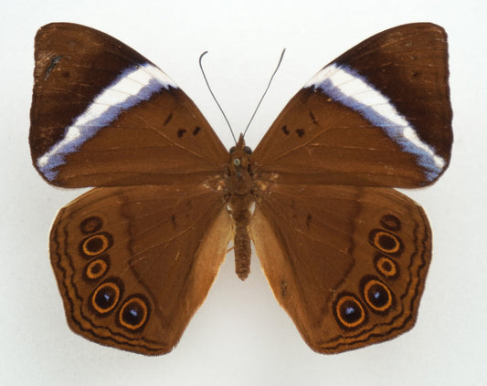 Amnosia decora ♀ (Java)