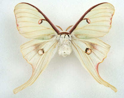 Actias luna ♀ (Nord Amerika) Aberration