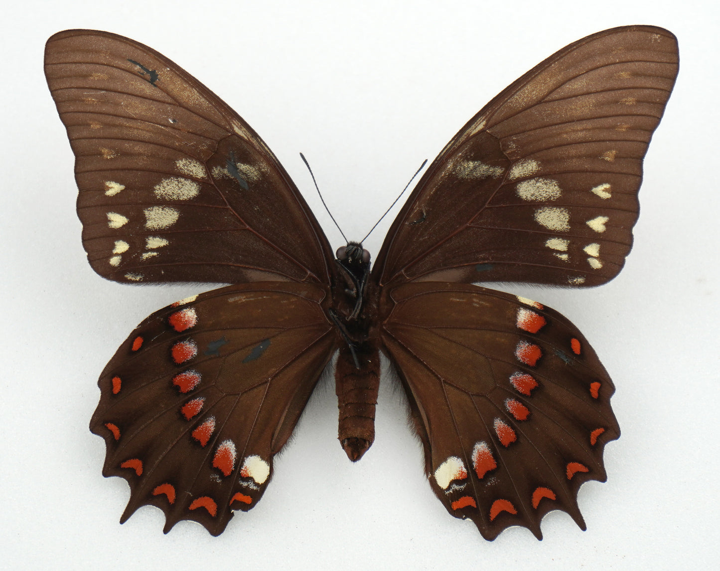 Papilio menatius cleotas ♀ f.