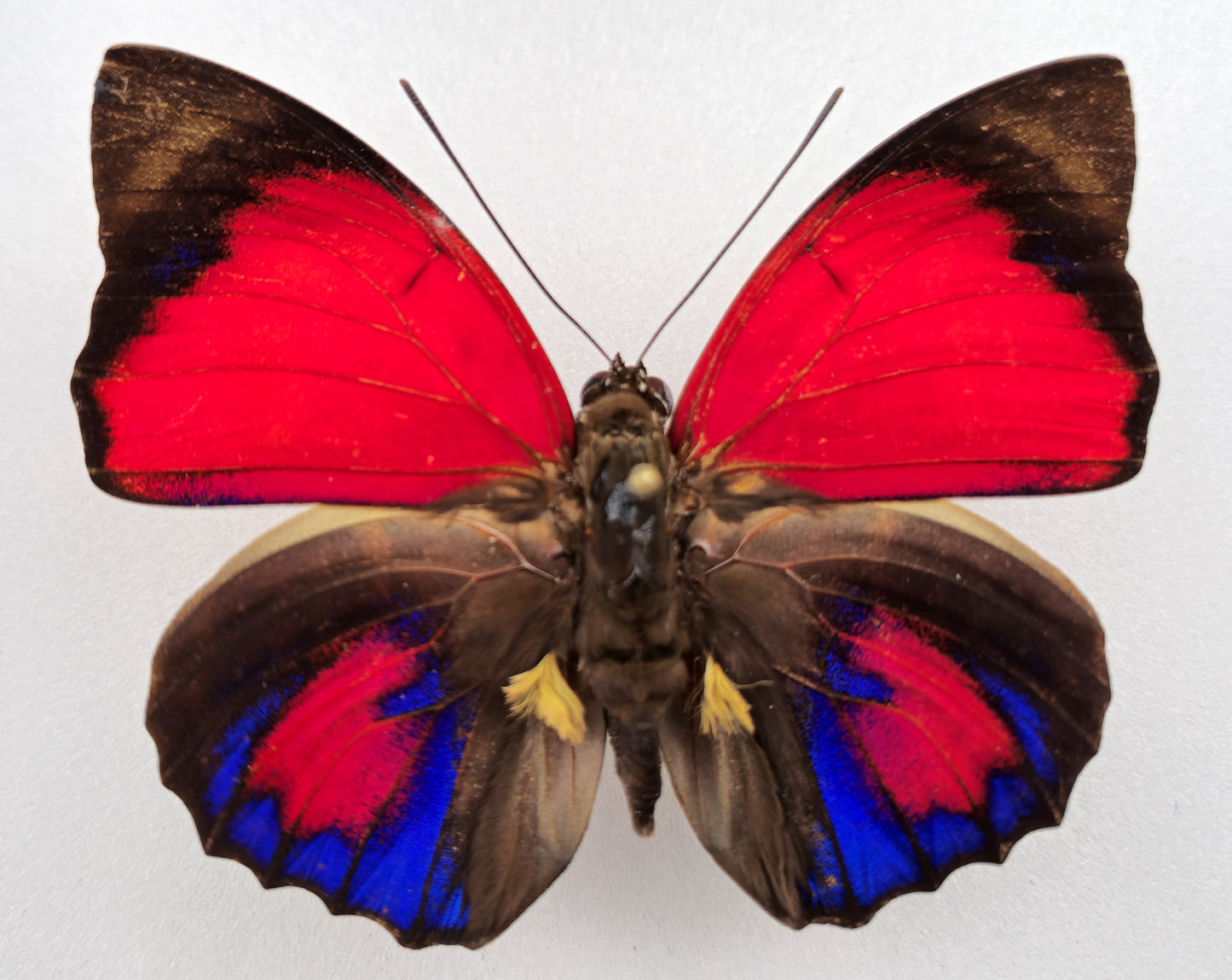 Agrias claudina sardanapalus ♂ f. belsazer (Brazil)