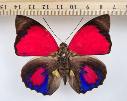 Agrias claudina sardanapalus ♂ f. belsazer (Brazil)