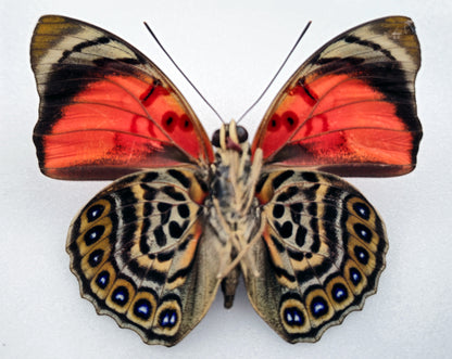 Agrias claudina sardanapalus ♂ f. belsazer (Brazil)