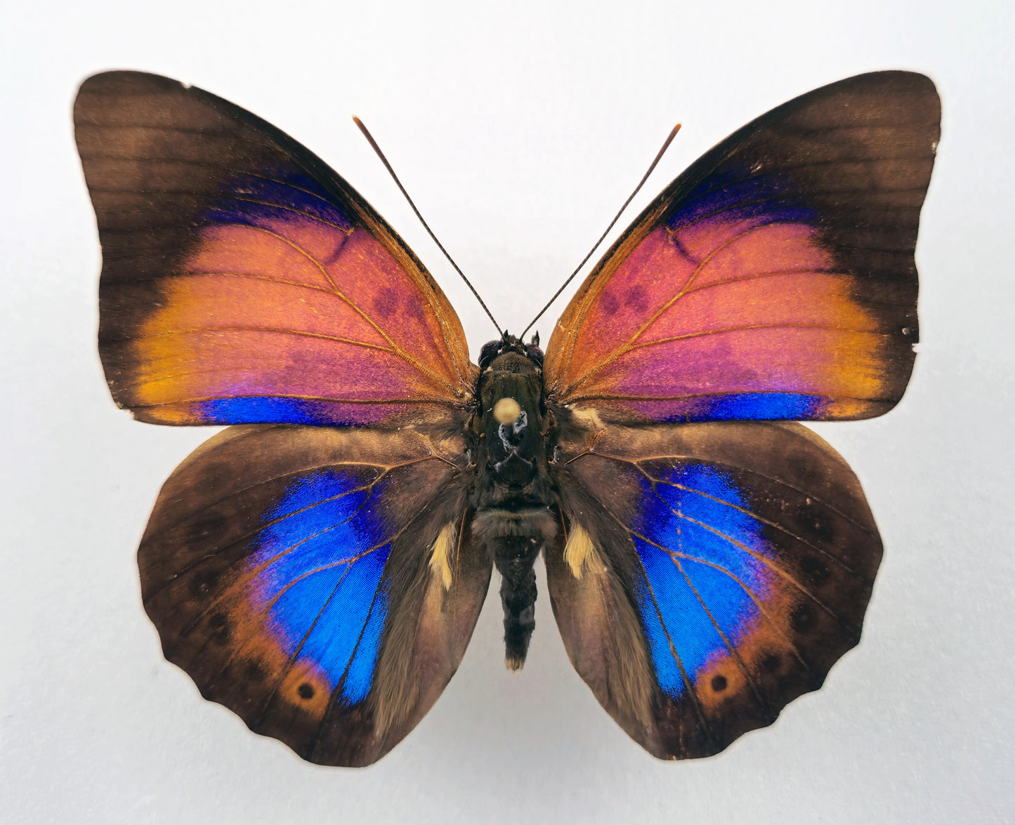 Agrias claudina godmani x Prepona ♂ Hybrid (Brazil)