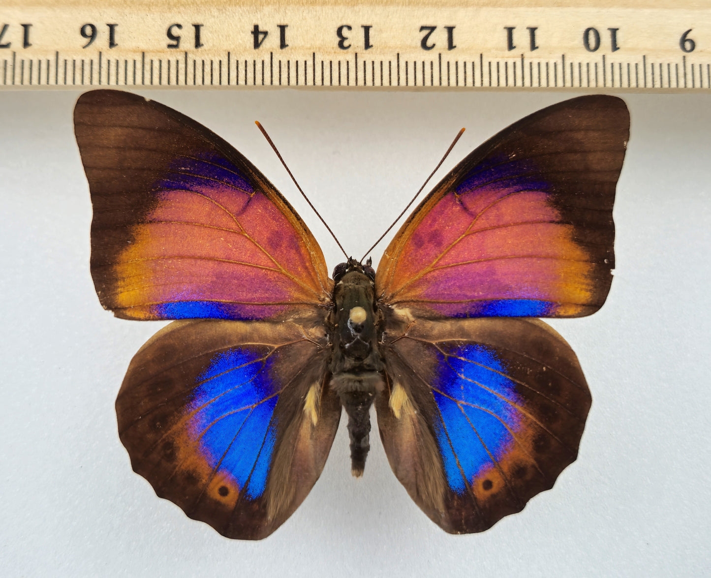 Agrias claudina godmani x Prepona ♂ Hybrid (Brazil)