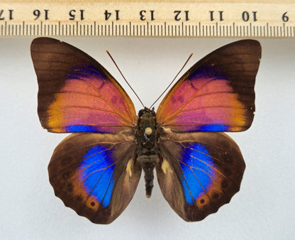 Agrias claudina godmani x Prepona ♂ Hybrid (Brazil)