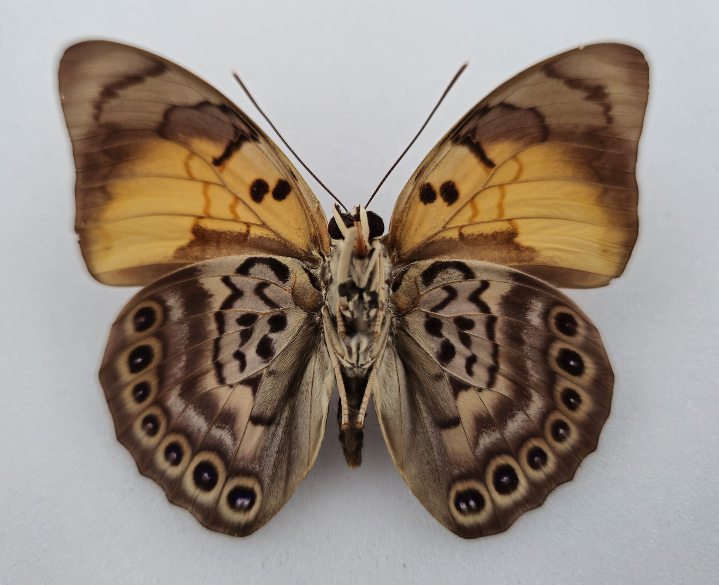 Agrias claudina godmani x Prepona ♂ Hybrid (Brazil)