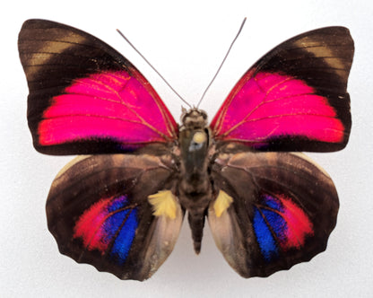 Agrias claudina lugina ♂ f. orleansi (Bolivia)