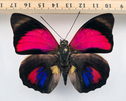 Agrias claudina lugina ♂ f. orleansi (Bolivia)