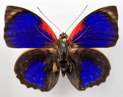 Agrias phalcidon forunierae ♂ f.medusa (Brazil)