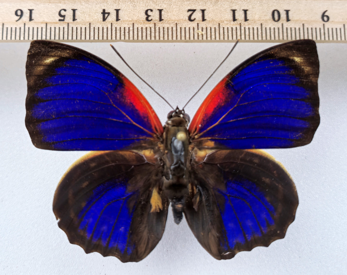 Agrias phalcidon forunierae ♂ f.medusa (Brazil)