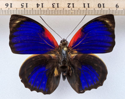 Agrias phalcidon forunierae ♂ f.medusa (Brazil)