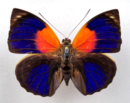 Agrias phalcidon forunierae ♂ f. rebillardi orange (Brazil)