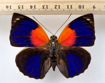 Agrias phalcidon forunierae ♂ f. rebillardi orange (Brazil)