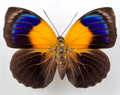 Agrias hewitsonius hewitsonius ♀ (Brasilien) XL