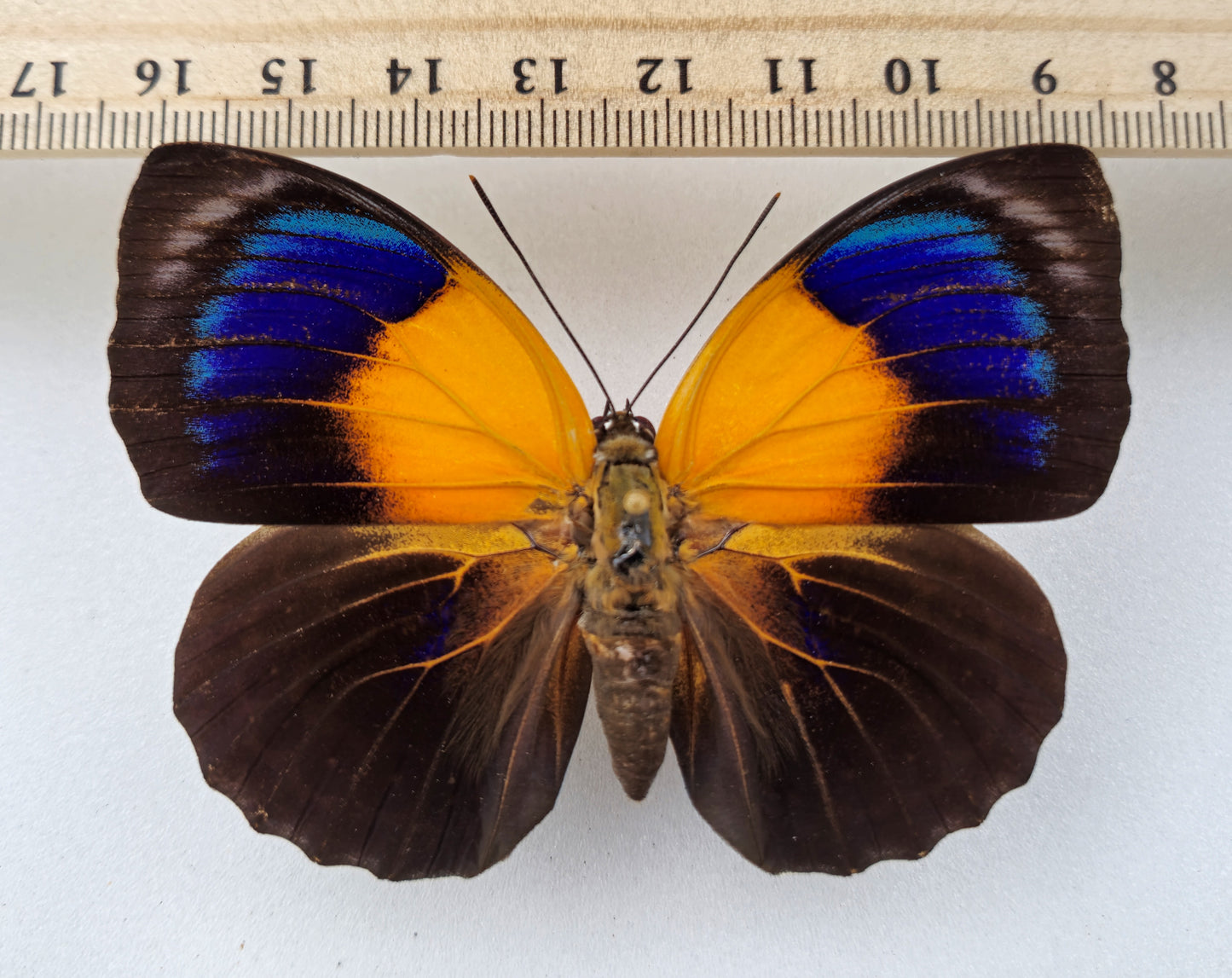 Agrias hewitsonius hewitsonius ♀ (Brasilien) XL