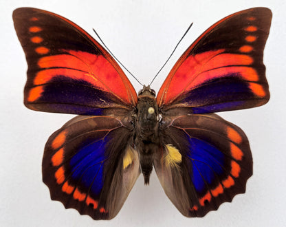 Prepona praeneste confusa ♂ (Peru)