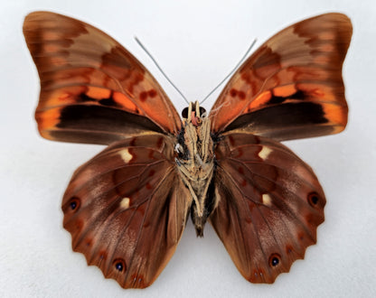 Prepona praeneste confusa ♂ (Peru)