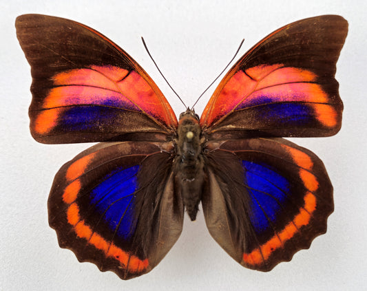 Prepona praeneste buckleyana ♀ f.olympia (Bolivia)