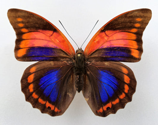 Prepona praeneste confusa ♀ f.olympia (Peru)