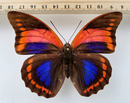 Prepona praeneste confusa ♀ f.olympia (Pérou)