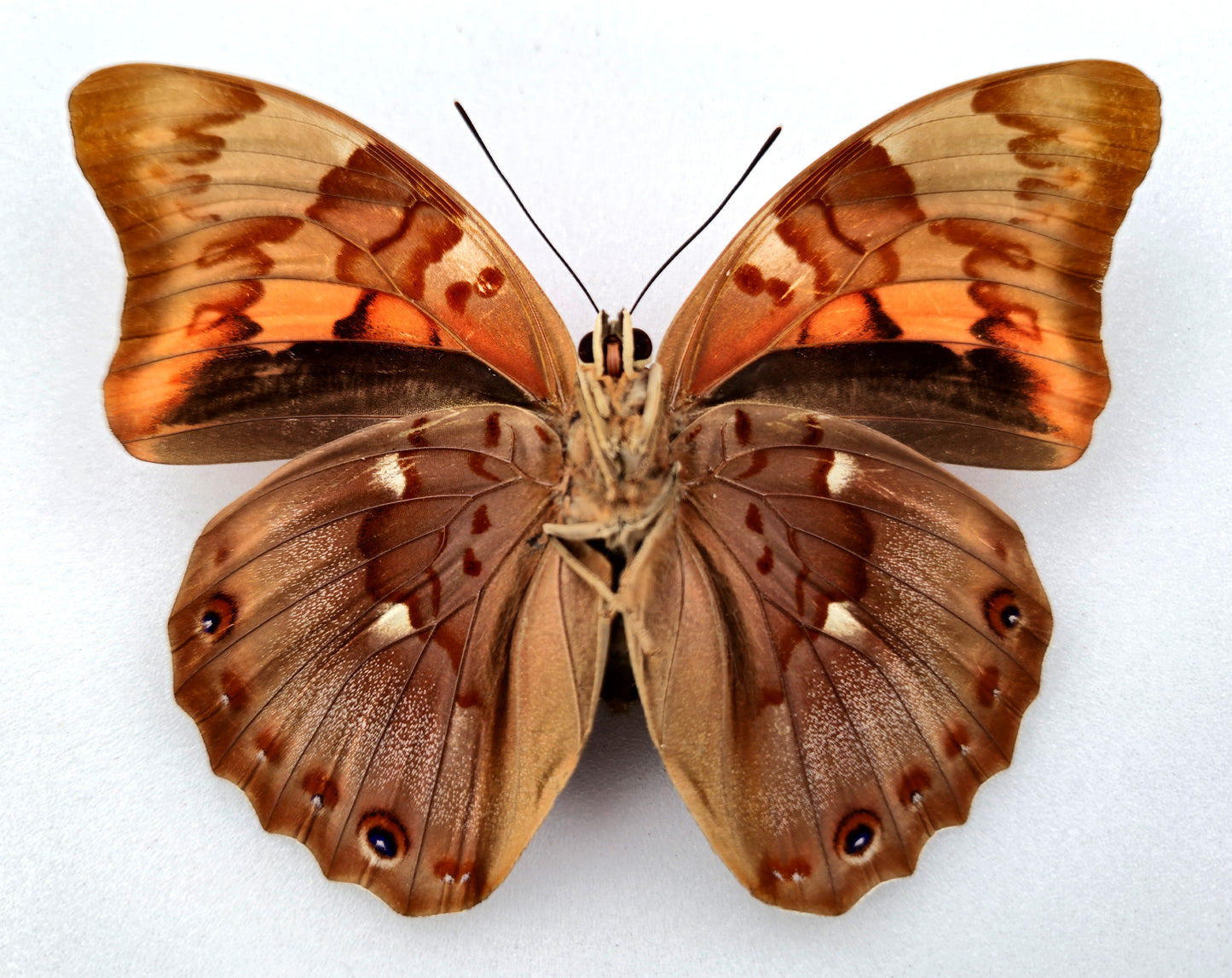 Prepona praeneste confusa ♀ f.olympia (Pérou)