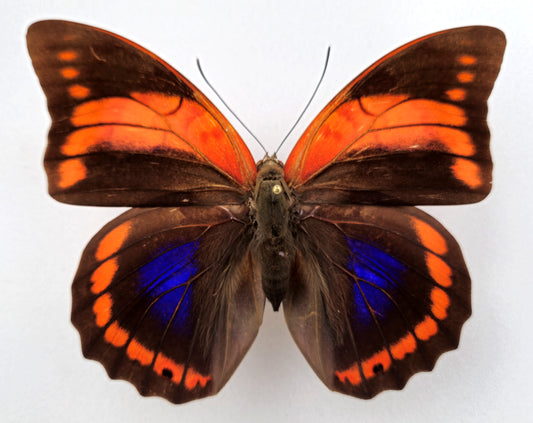 Prepona praeneste confusa ♀ f.olympia (Peru)