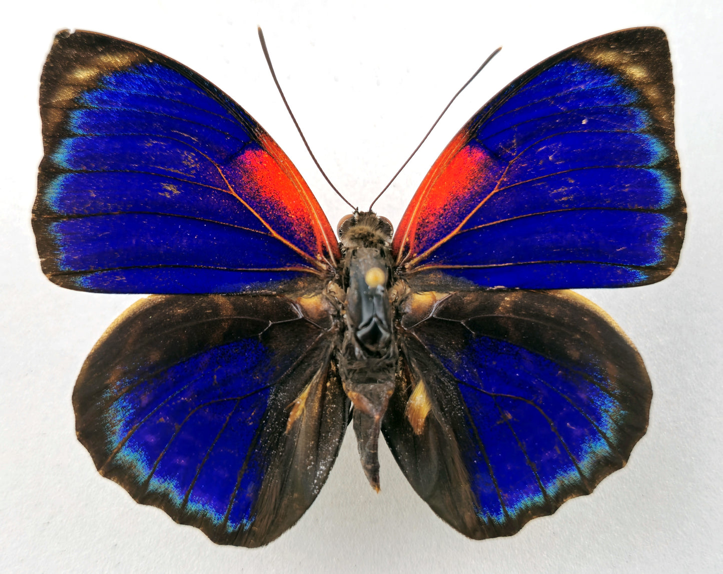 Agrias phalcidon forunierae ♂ f. augustus (Brazil)