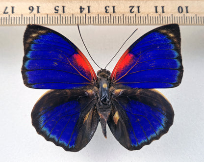 Agrias phalcidon forunierae ♂ f. augustus (Brazil)