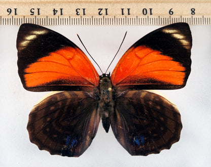 Agrias amydon boliviensis ♀ f. amydonidis (Bolivia)