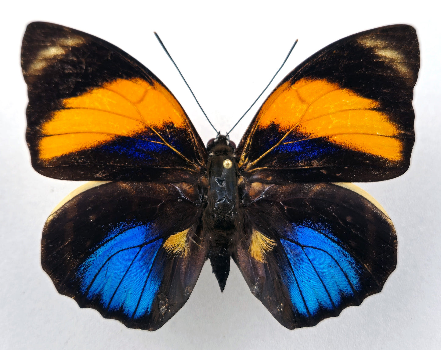 Agrias amydon zenodorus male f. inca (Peru)