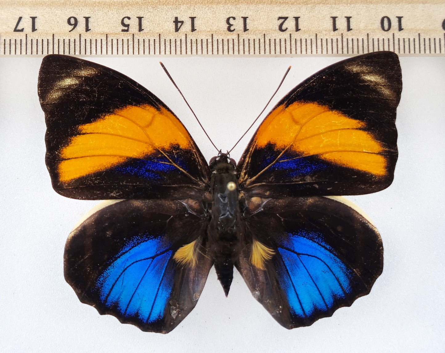 Agrias amydon zenodorus male f. inca (Peru)