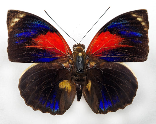 Agrias phalcidon ♂ f. floqueti (Brasilien)