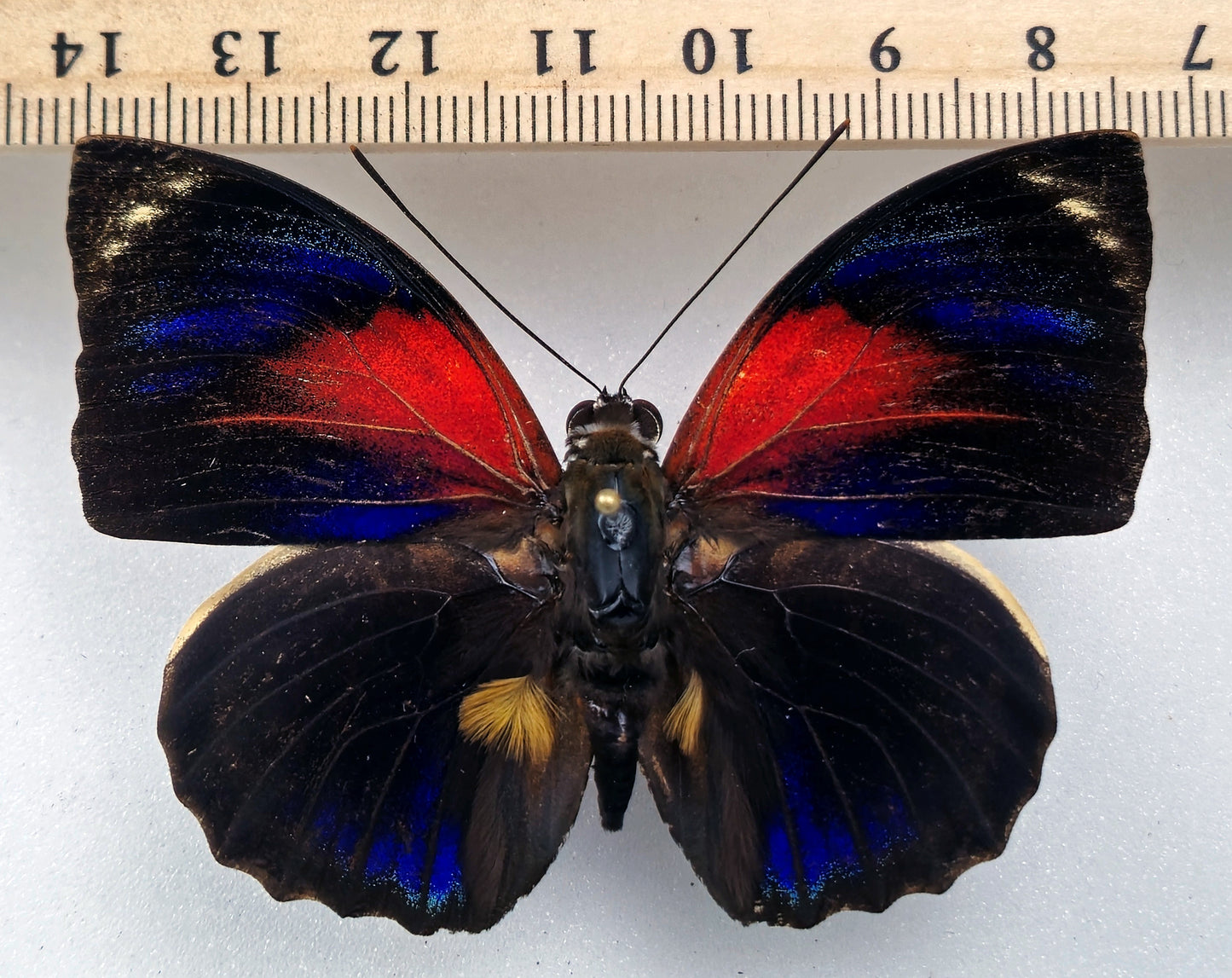 Agrias phalcidon ♂ f. flaqueti (Brésil)