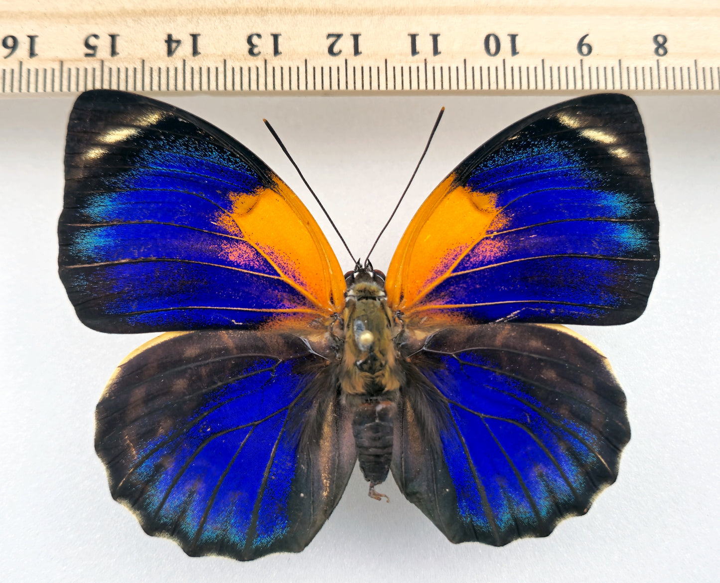 Agrias phalcidon fournierae ♀ f. aristoteles (Brésil)