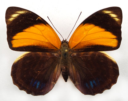 Agrias amydon boliviensis ♀ (Bolivia)