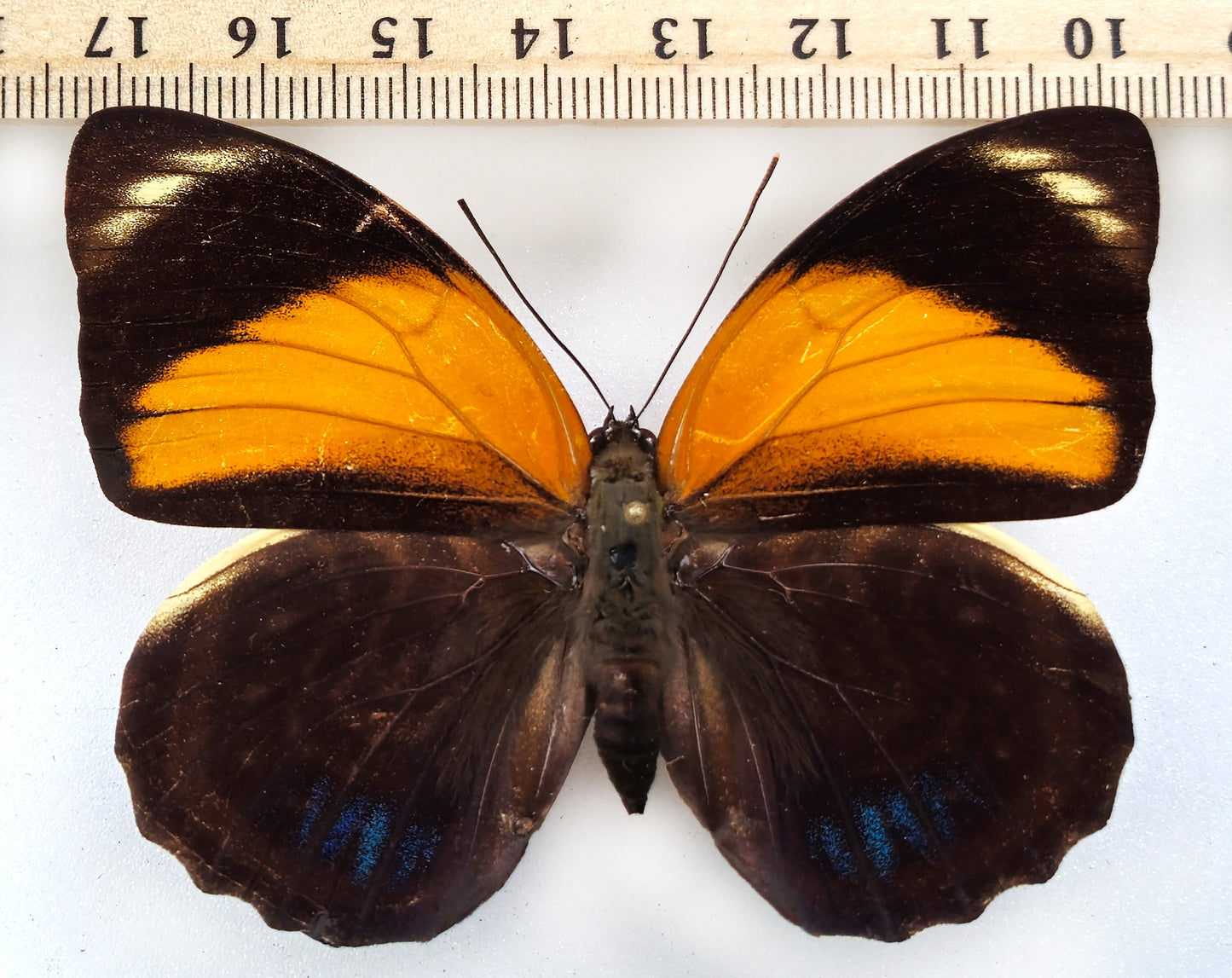 Agrias amydon boliviensis ♀ (Bolivia)