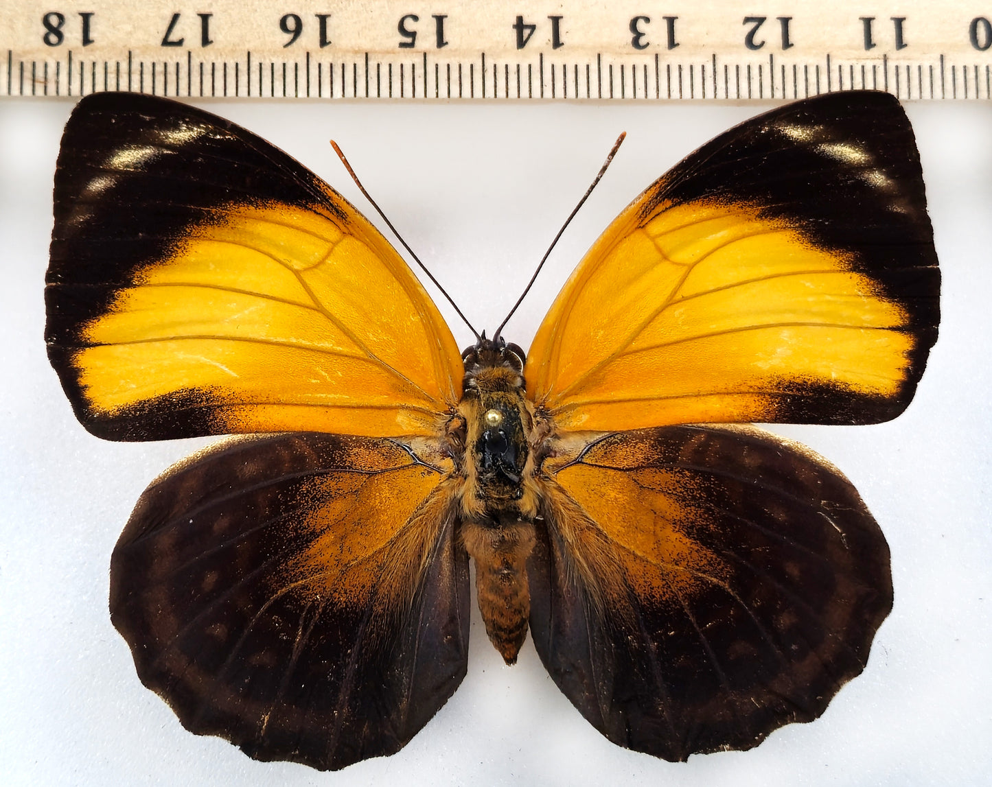 Agrias pericles mauensis ♀ (Brésil)