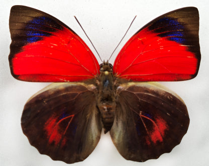 Agrias claudina sardanapalus ♀ f. belsazer (Brazil)