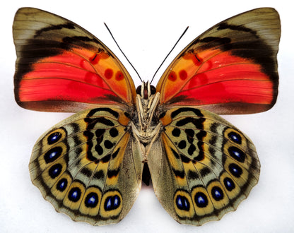 Agrias claudina sardanapalus ♀ f. belsazer (Brazil)