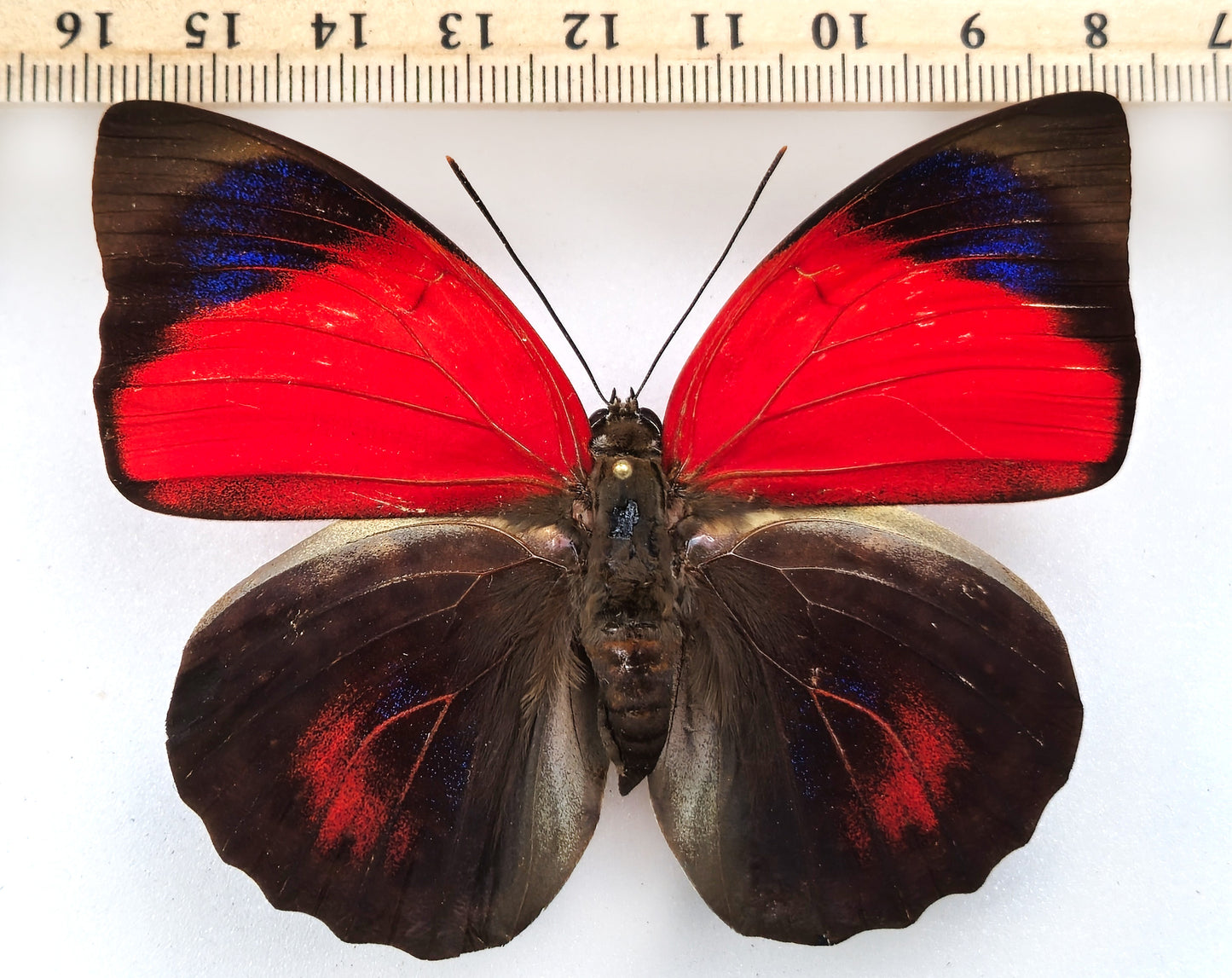 Agrias claudina sardanapalus ♀ f. belsazer (Brazil)