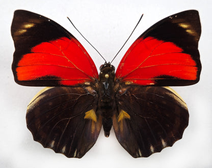 Agrias amydon amydonius ♂ (Peru)