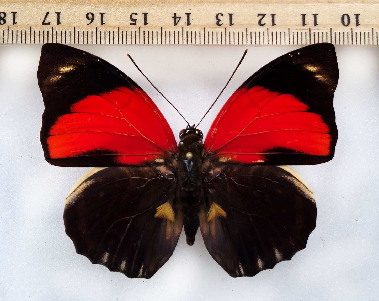 Agrias amydon amydonius ♂ (Peru)