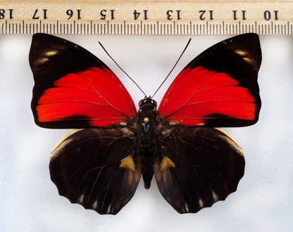 Agrias amydon amydonius ♂ (Peru)