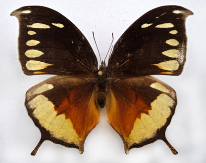 Consul panariste ♀ (Colombia)