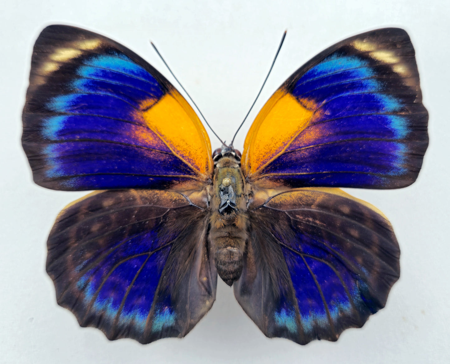 Agrias phalcidon fournierae ♀ f. aristoteles (Brazil)