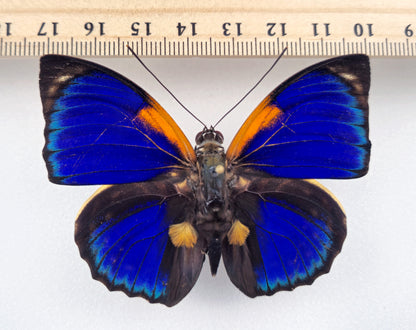 Agrias phalcidon fournierae ♂ f. aristoteles  (Brasilien)