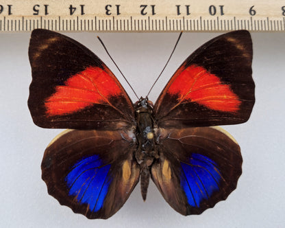 Agrias amydon lacandona ♂ (Mexique)