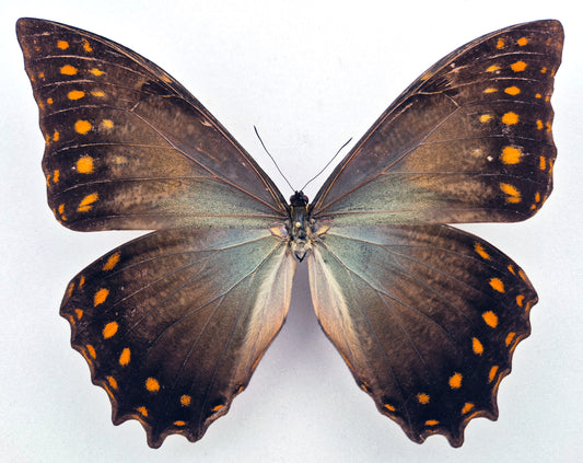 Morpho amphitryon attali  ♂ (Ecuador) Rarity!